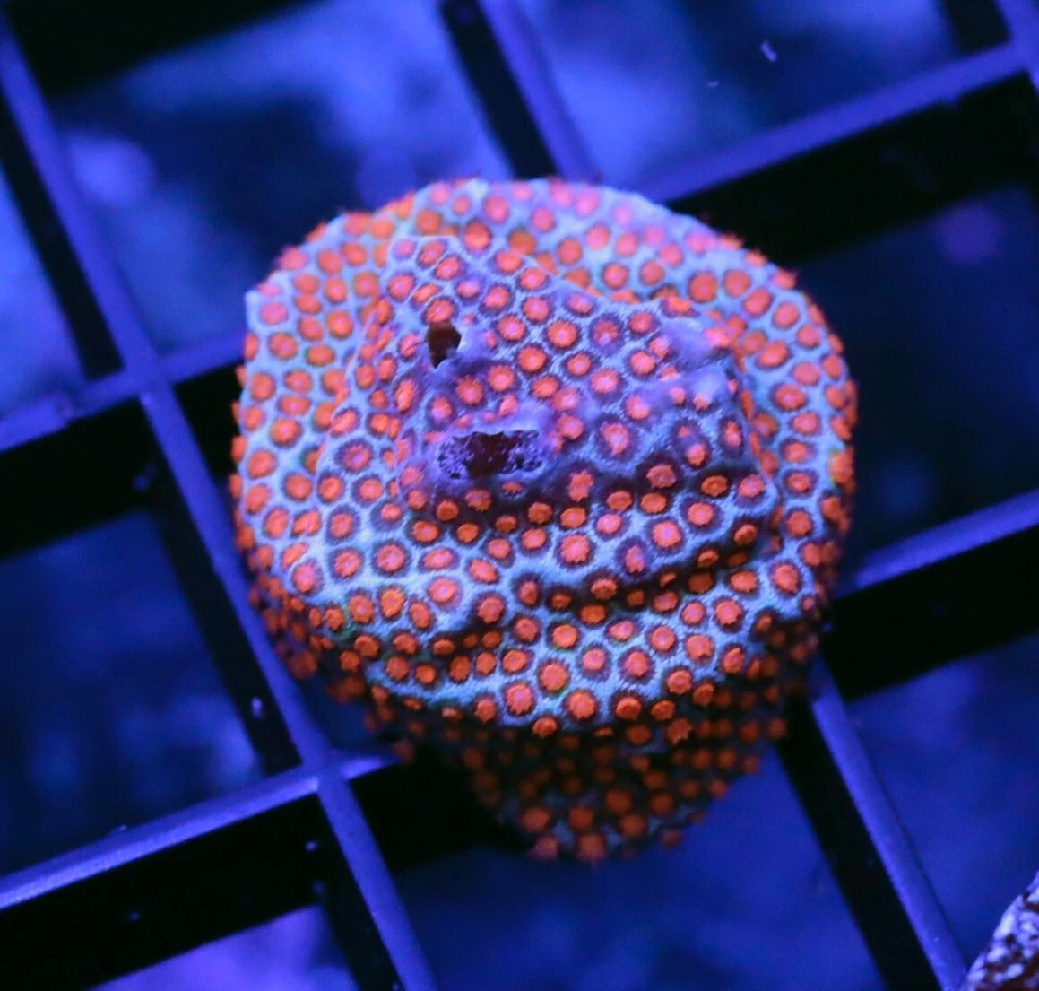 Pink Sand Dollar Porites